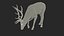 3D model Cervus Canadensis