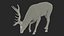 3D model Cervus Canadensis