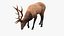 3D model Cervus Canadensis