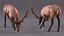 3D model Cervus Canadensis