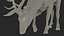 3D model Cervus Canadensis