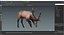 3D model Cervus Canadensis