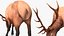 3D model Cervus Canadensis