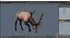 3D model Cervus Canadensis