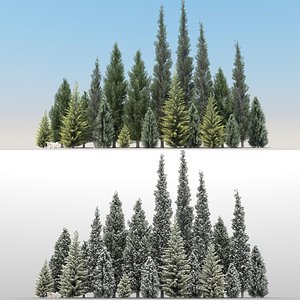 20 Cypress Trees with snow