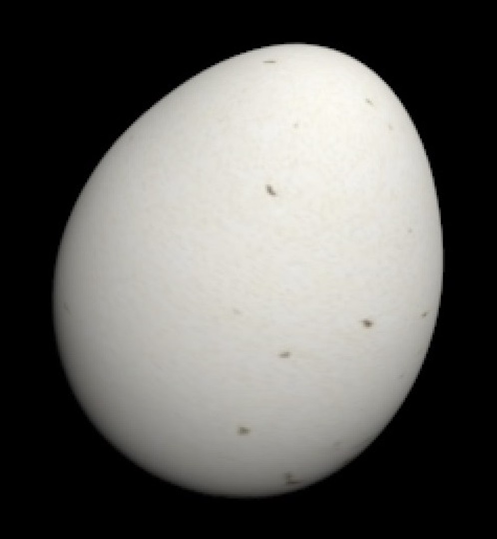 max egg https://p.turbosquid.com/ts-thumb/wl/jDa26A/zL5UkYvl/egg_003_2/jpg/1354707276/1920x1080/fit_q87/8bc7606d481d7c3819c1909a888a6282e4713146/egg_003_2.jpg