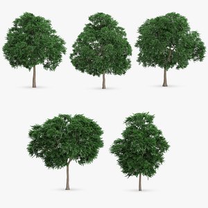 swedish whitebeam tree 3d model