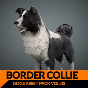 s dog border collie max