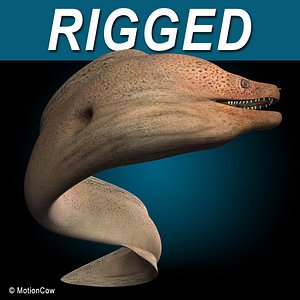 realistic giant moray eel xsi