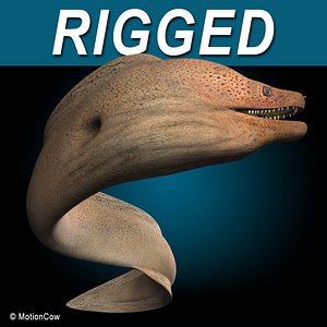 Moray Eel  Giant