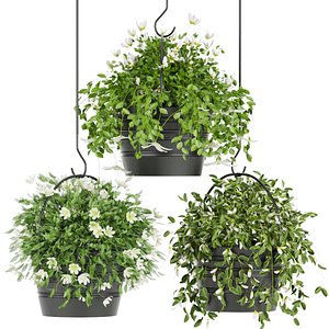Collection plant vol 66 3D model