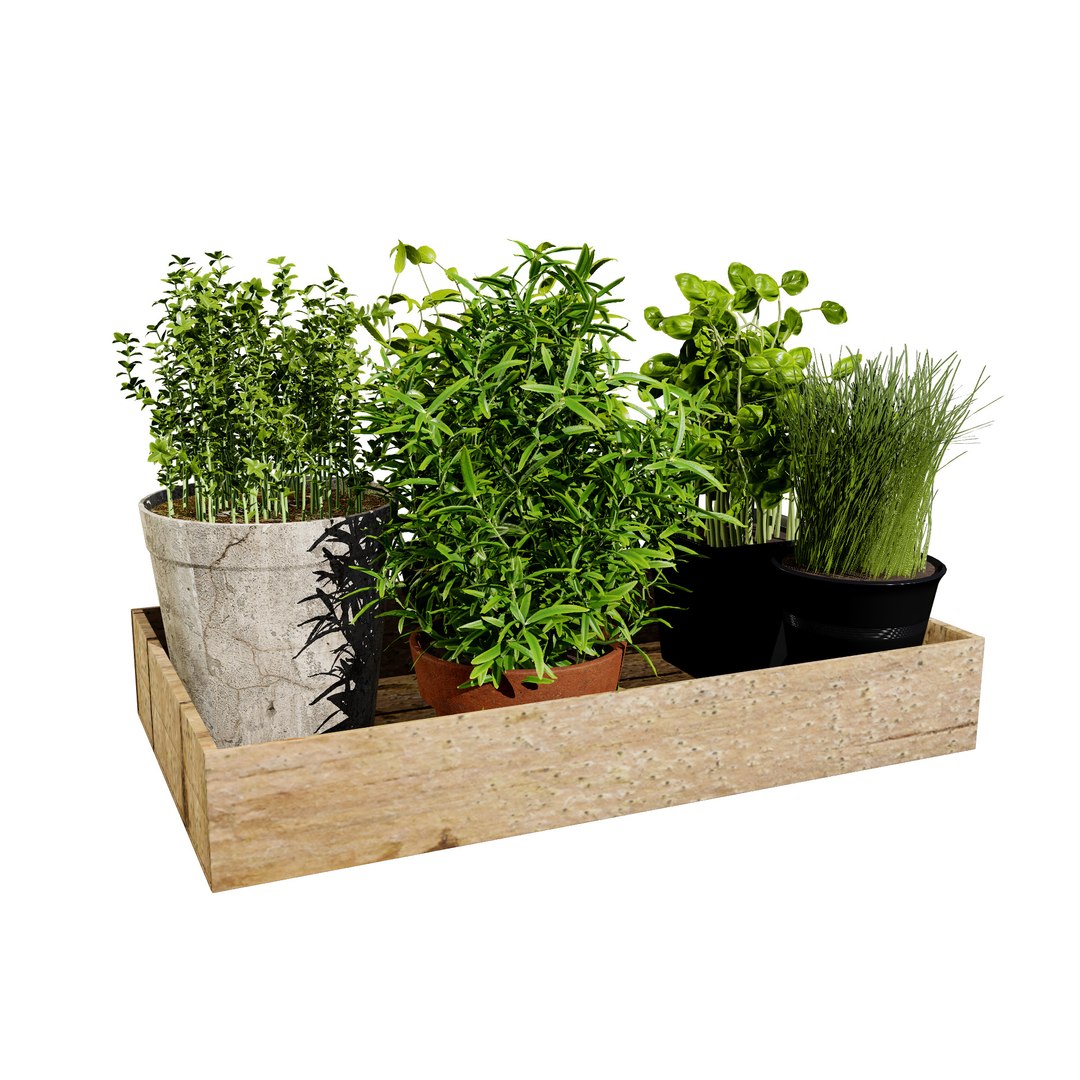 Wooden Tray with Herb Plants model https://p.turbosquid.com/ts-thumb/wm/0HpYRJ/Ud/indoorherbsgarden02/jpg/1710713955/1920x1080/fit_q87/ef01ef78f6303b4a5e11ac0758fa33d3c6d4dbef/indoorherbsgarden02.jpg