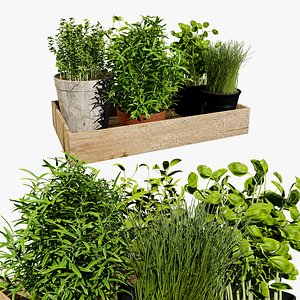 Wooden Tray with Herb Plants model