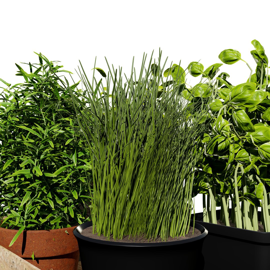 Wooden Tray with Herb Plants model https://p.turbosquid.com/ts-thumb/wm/0HpYRJ/uH/indoorherbsgarden73/jpg/1710713958/1920x1080/fit_q87/e5363f7e3ca0126509ca39d1b22965e44a69ebf1/indoorherbsgarden73.jpg