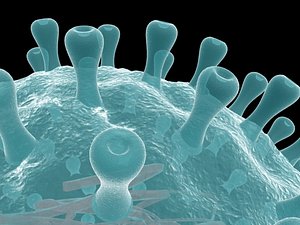 herpes virus 2