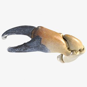 Crab Claw 1
