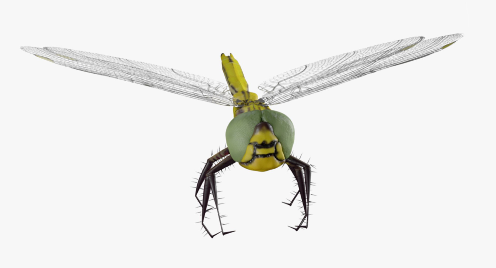 dragonfly wings model https://p.turbosquid.com/ts-thumb/wm/Rxhptm/CL6p4ITr/dragonfly_5/jpg/1516752260/1920x1080/fit_q87/9b4c0428369683038a3f8a65b3b8f33ca09ba61f/dragonfly_5.jpg