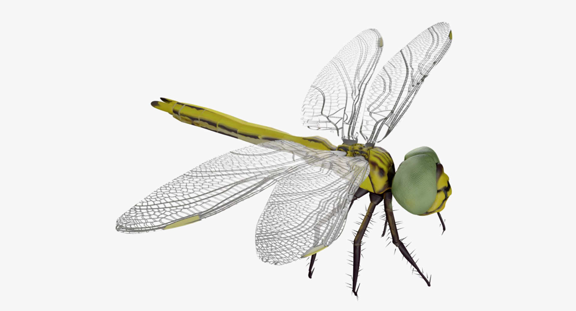 dragonfly wings model https://p.turbosquid.com/ts-thumb/wm/Rxhptm/ITrY8B1U/dragonfly_6/jpg/1516752265/1920x1080/fit_q87/a793e3afb569997c0e60a47a362c3f3aeba1eb03/dragonfly_6.jpg