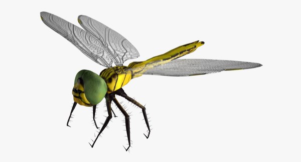 dragonfly wings png