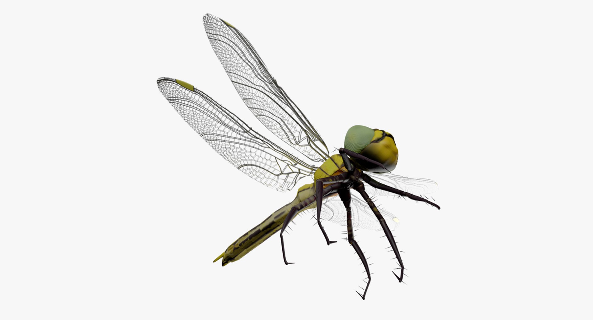dragonfly wings model https://p.turbosquid.com/ts-thumb/wm/Rxhptm/R3ud5ADS/dragonfly_8/jpg/1516752273/1920x1080/fit_q87/8cc413ca97a36e659c3c1a456ddb774902467e06/dragonfly_8.jpg