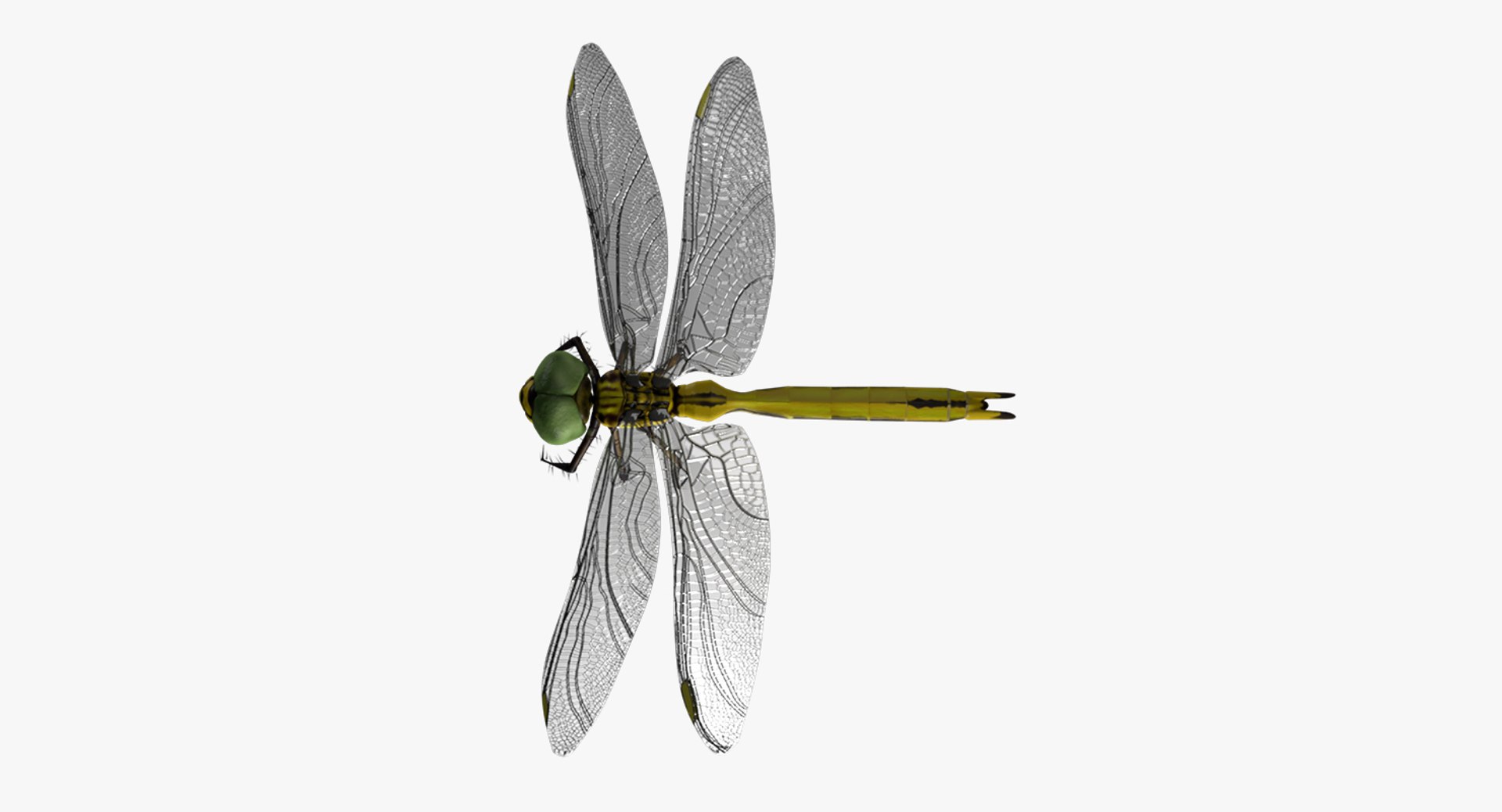 dragonfly wings model https://p.turbosquid.com/ts-thumb/wm/Rxhptm/jsyzsm8p/dragonfly_4/jpg/1516752256/1920x1080/fit_q87/f3865c784c789f387dfa2132c1b9377d9f9b2e23/dragonfly_4.jpg