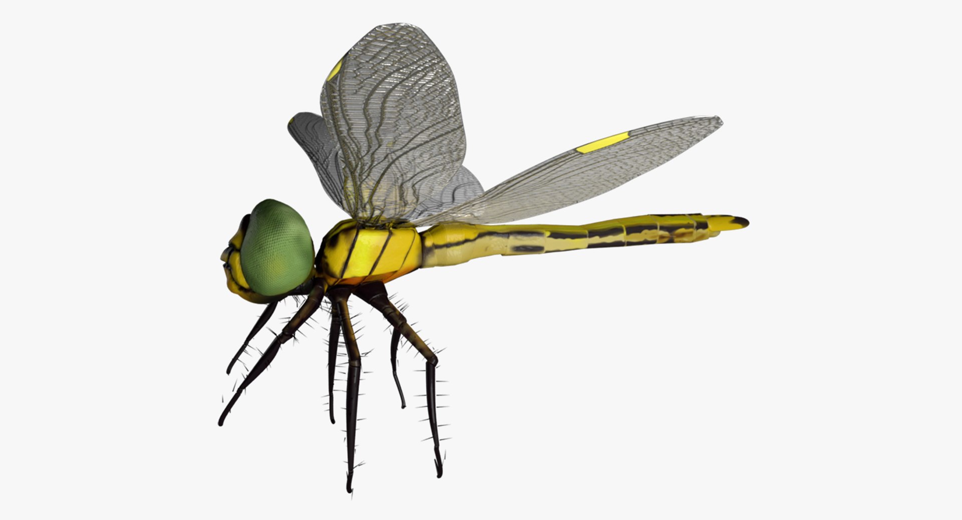 dragonfly wings model https://p.turbosquid.com/ts-thumb/wm/Rxhptm/px4cW0RH/dragonfly_3/jpg/1516752252/1920x1080/fit_q87/4a6ad09a948b2c7a42fc4766cfc2932d1a13732b/dragonfly_3.jpg