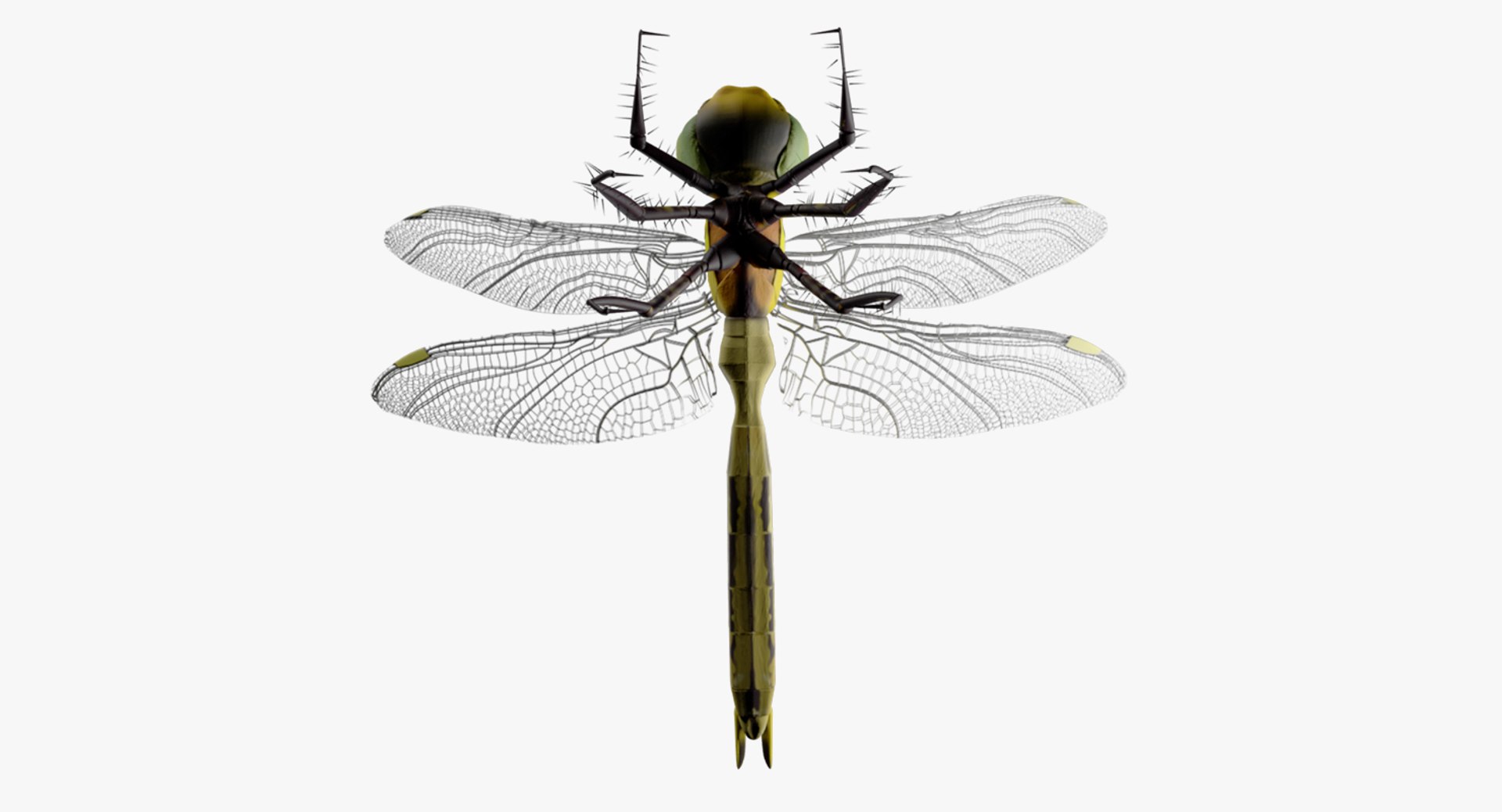 dragonfly wings model https://p.turbosquid.com/ts-thumb/wm/Rxhptm/rrtx74x9/dragonfly_7/jpg/1516752268/1920x1080/fit_q87/2c088cb2334eafdd917f7495cf46ed35aa136cbb/dragonfly_7.jpg