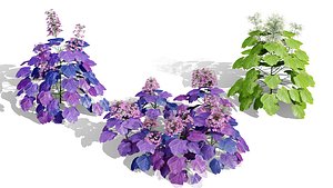 Coral Bells Heuchera 3D Model Set