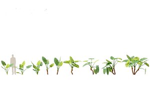 Alocasia macrorrhiza - Giant Taro 01