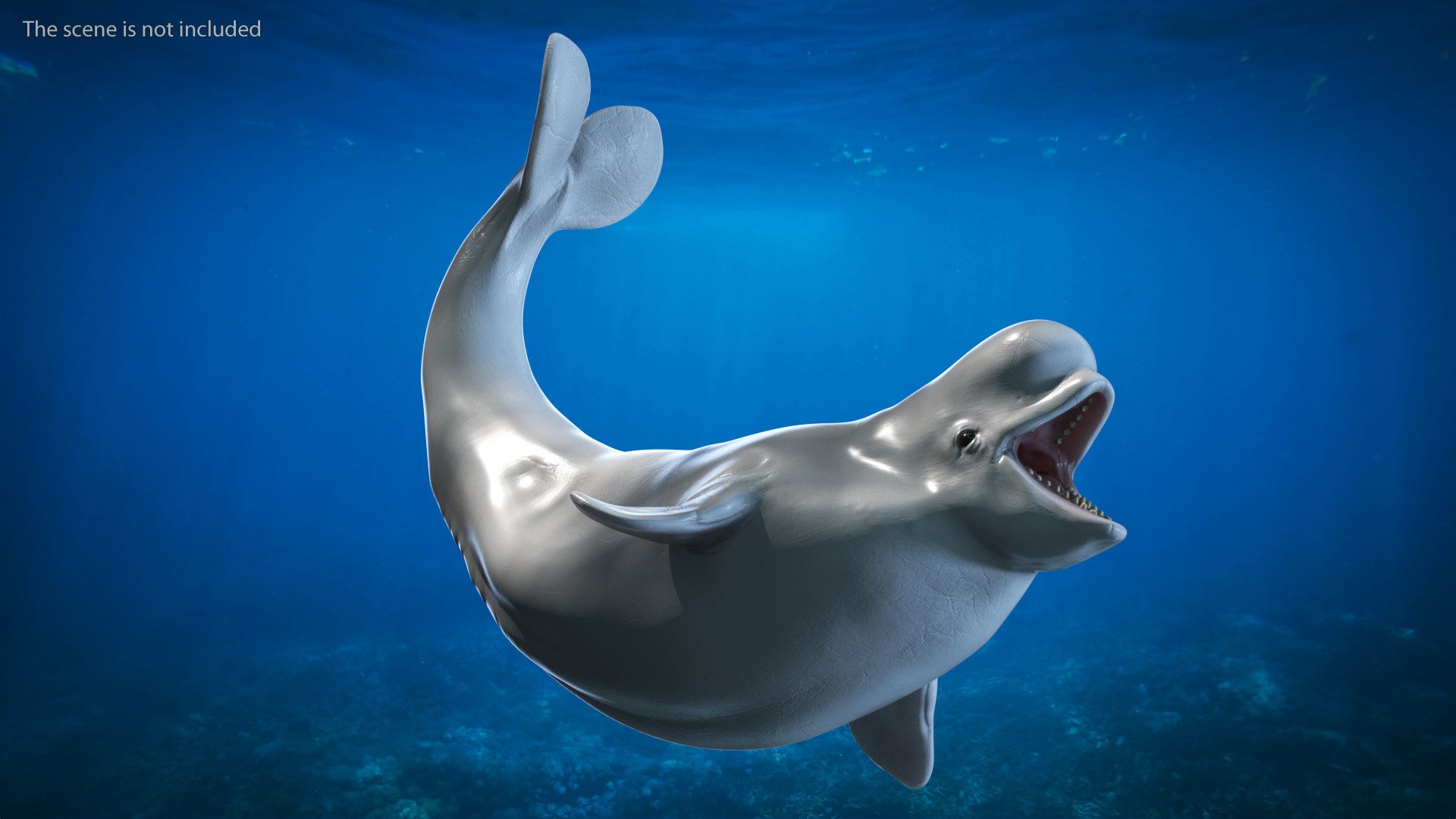 3D Beluga Whale Young Rigged - TurboSquid 2027787