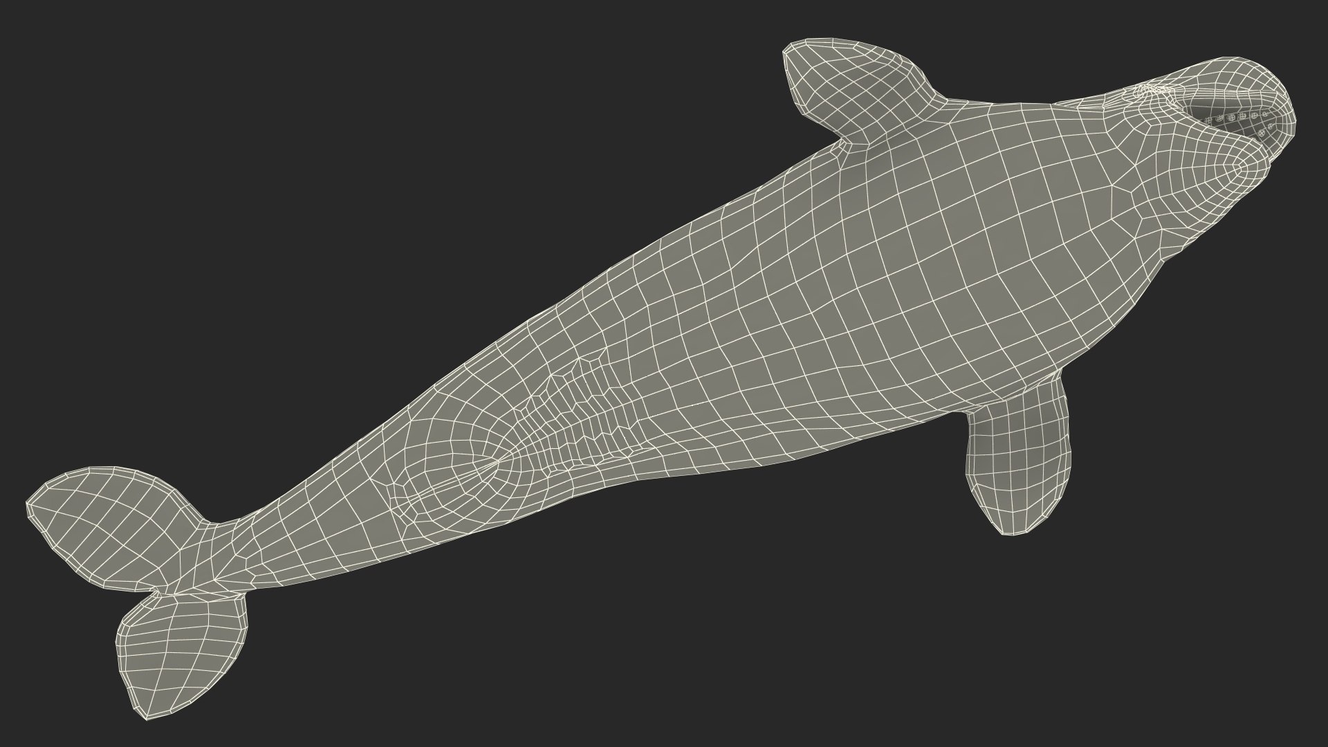 3D Beluga Whale Young Rigged - TurboSquid 2027787