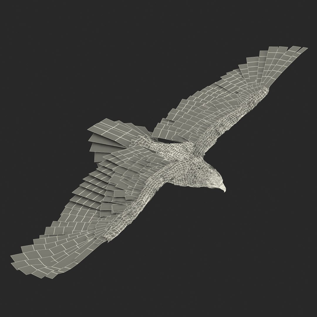 3d imperial eagle pose 2 model https://p.turbosquid.com/ts-thumb/wm/r7par9/EGXKZjuo/imperialeagle3dmodel24/jpg/1447747241/1920x1080/fit_q87/1eeee8b9db9c3facec2353f9e6812646f2f85962/imperialeagle3dmodel24.jpg