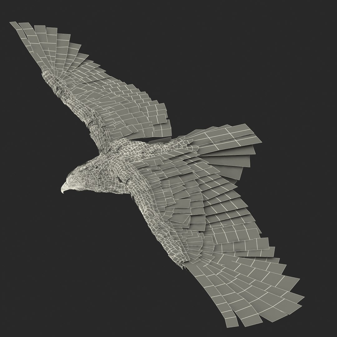 3d imperial eagle pose 2 model https://p.turbosquid.com/ts-thumb/wm/r7par9/SlwRjcRH/imperialeagle3dmodel25/jpg/1447747241/1920x1080/fit_q87/29e75c1275b3f27eca0a87adaae660a8764a81a5/imperialeagle3dmodel25.jpg