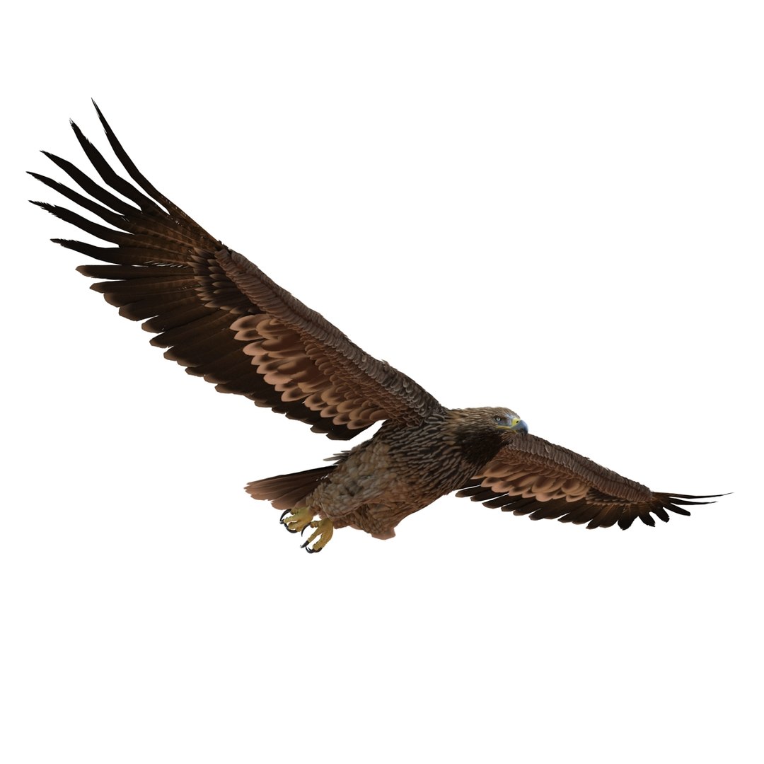 3d imperial eagle pose 2 model https://p.turbosquid.com/ts-thumb/wm/r7par9/Ug43mHXL/imperialeagle3dmodel07/jpg/1447747239/1920x1080/fit_q87/d8a79dc94e2822ebba2647972dac4c9d60a569f7/imperialeagle3dmodel07.jpg