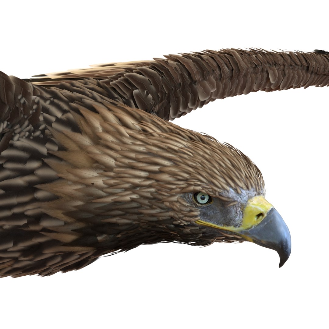3d imperial eagle pose 2 model https://p.turbosquid.com/ts-thumb/wm/r7par9/akIsfasn/imperialeagle3dmodel12/jpg/1447747240/1920x1080/fit_q87/875a4da98aab565300f65e9d612f4ba56a6577e4/imperialeagle3dmodel12.jpg