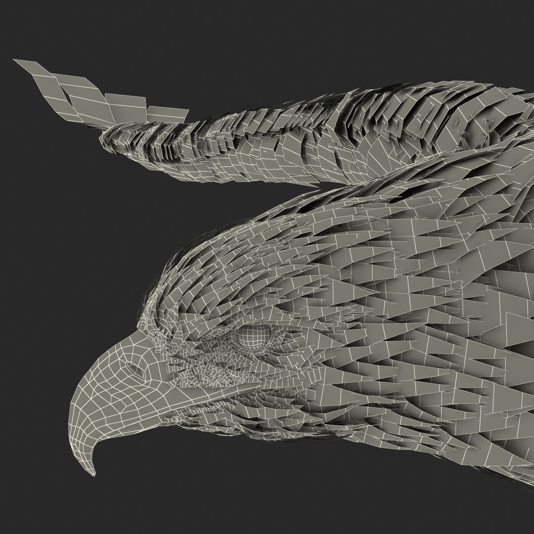 3d imperial eagle pose 2 model https://p.turbosquid.com/ts-thumb/wm/r7par9/dAZLcE2U/imperialeagle3dmodel35/jpg/1447747242/1920x1080/fit_q87/e291d4a64c7ef0151f1cde1b01a3495916ddaace/imperialeagle3dmodel35.jpg