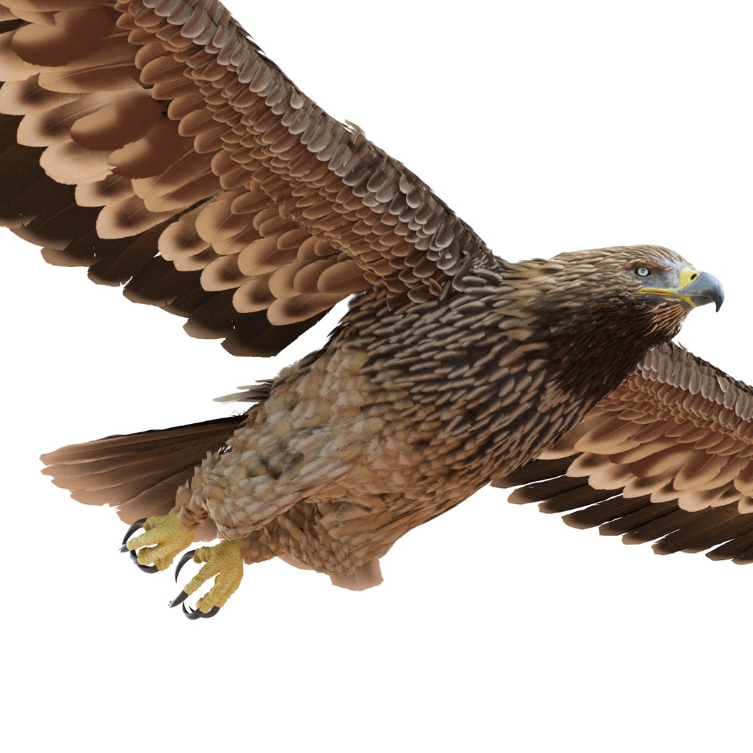 3d imperial eagle pose 2 model https://p.turbosquid.com/ts-thumb/wm/r7par9/gm3wEL9T/imperialeagle3dmodel08/jpg/1447747239/1920x1080/fit_q87/63e0e056e8f1dbeac798007340eb160f79c72a9c/imperialeagle3dmodel08.jpg