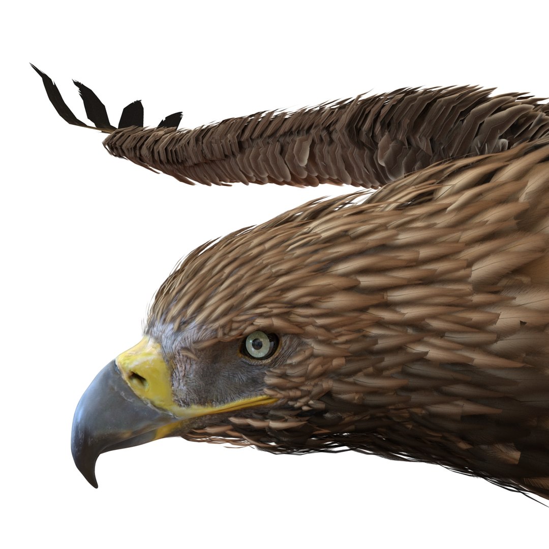 3d imperial eagle pose 2 model https://p.turbosquid.com/ts-thumb/wm/r7par9/qWZho74m/imperialeagle3dmodel15/jpg/1447747240/1920x1080/fit_q87/fc616ab2e553ef26551c11759c6c128a3279e8e6/imperialeagle3dmodel15.jpg