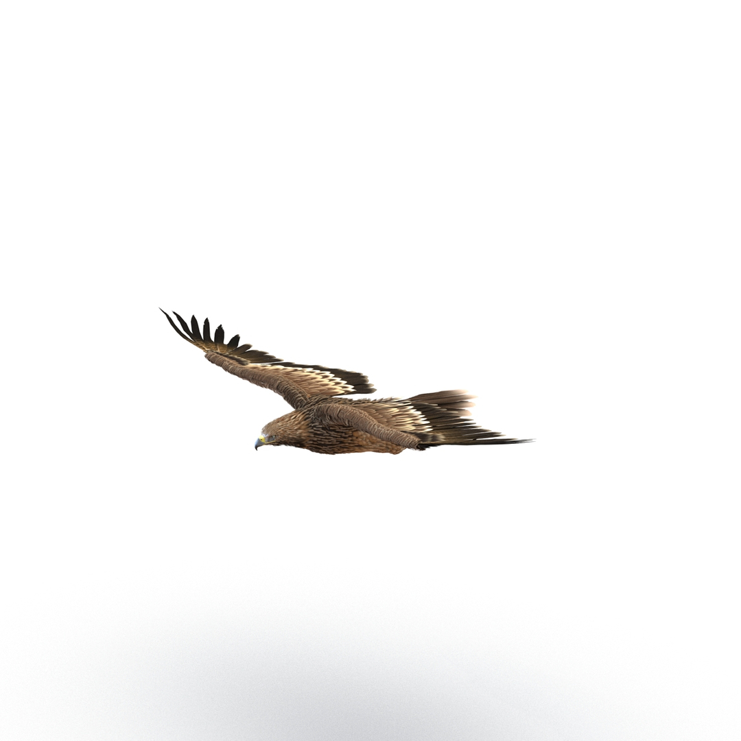 3d imperial eagle pose 2 model https://p.turbosquid.com/ts-thumb/wm/r7par9/tdGkqTNY/imperial_eagle_pose_2_360/jpg/1447747250/1920x1080/turn_fit_q99/9a3a383b92674e4861da31380b767e0c48ab253c/imperial_eagle_pose_2_360-1.jpg