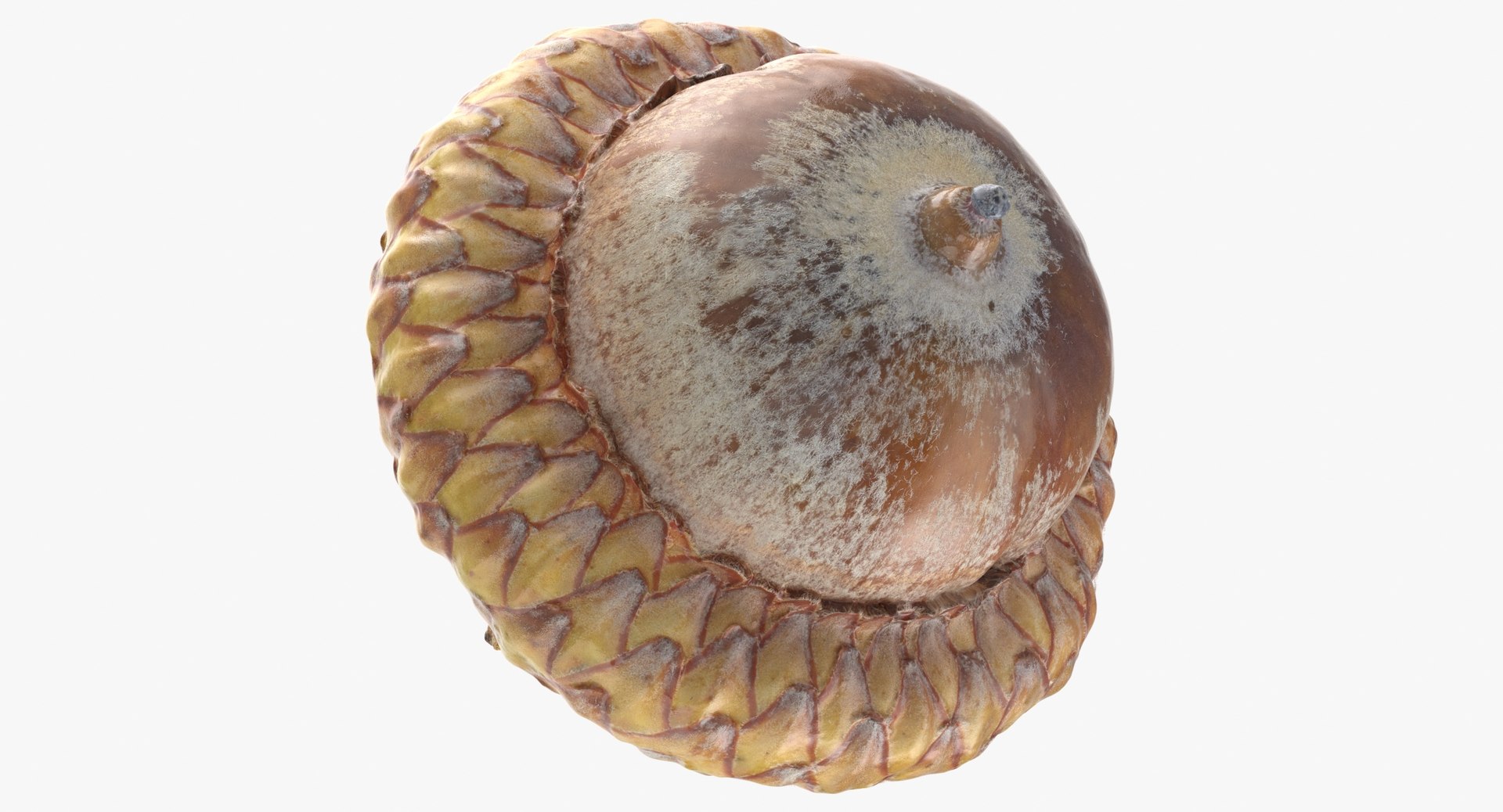 Acorn 01 3D Model - TurboSquid 1517315