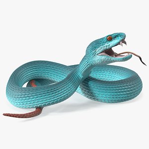 Attacking Blue Snake Trimeresurus