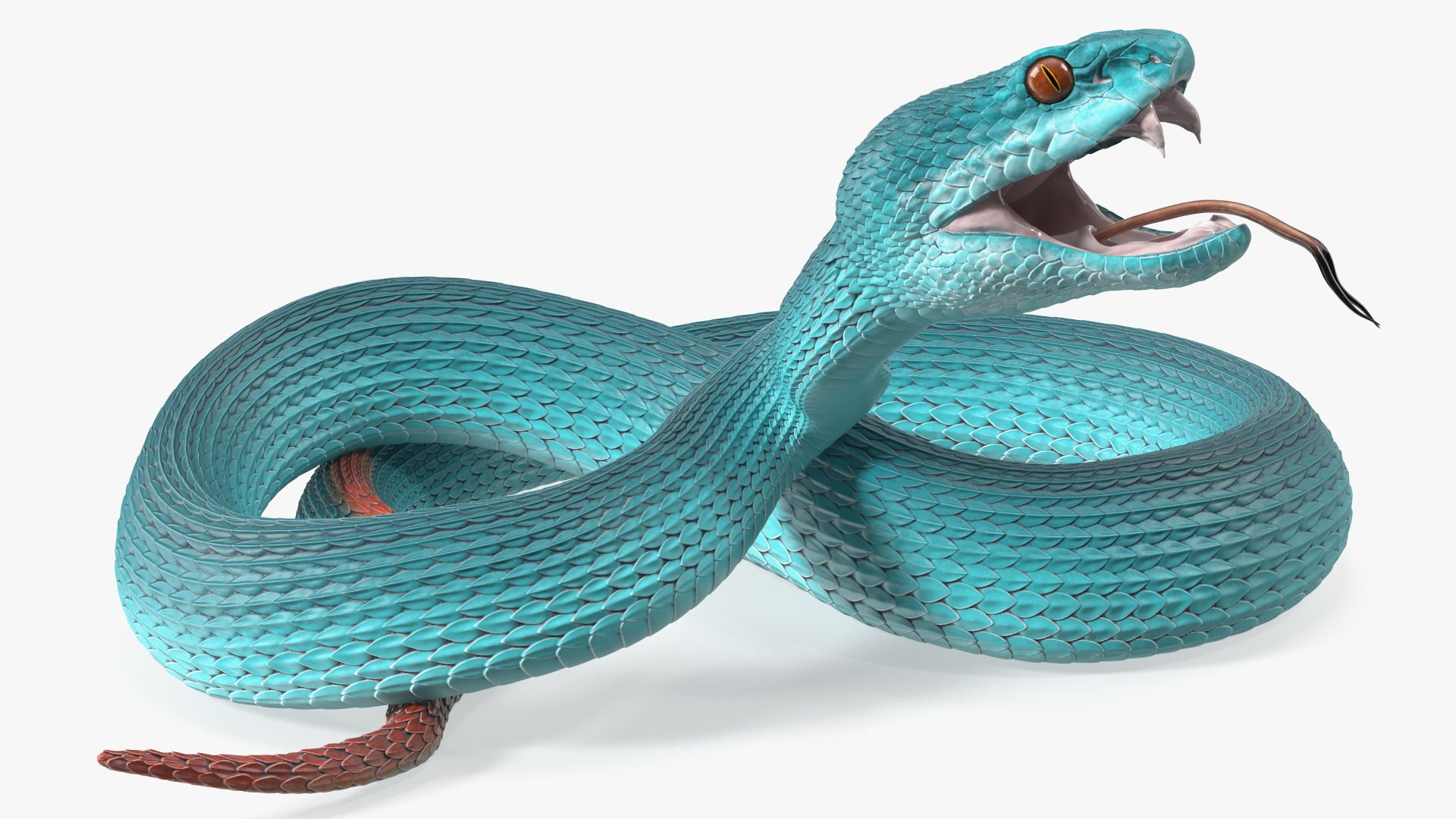 Attacking Blue Snake Trimeresurus 3D model preview