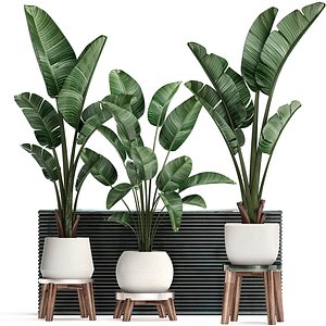 3D exotic plants