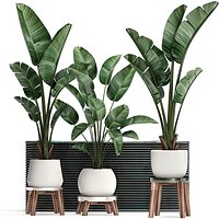 Decorative plants in flower pots for the interior 461