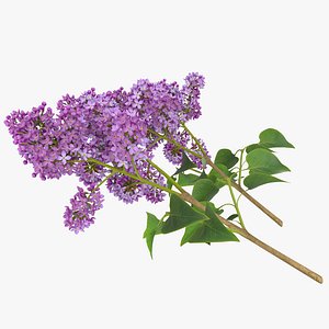 Syringa Lilac 4 3D Model