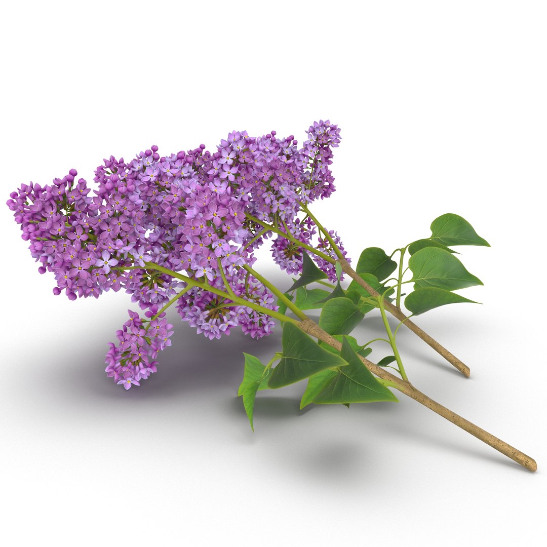 Syringa Lilac 4 3D Model 3D model preview