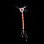 Neuron Cell
