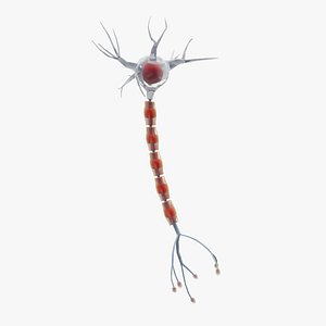 neuron cell max
