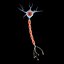 Neuron Cell
