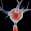 Neuron Cell